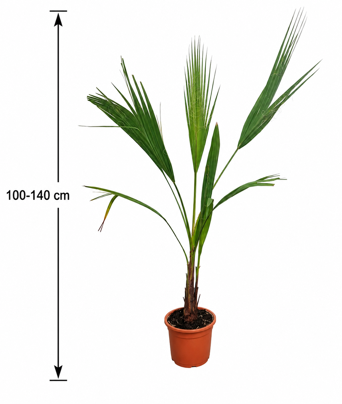 Washingtonia Robusta 90-110 cm – Mexická vějířová palma do zahrady a na terasu – Kupte 2-3 trsovité rostliny