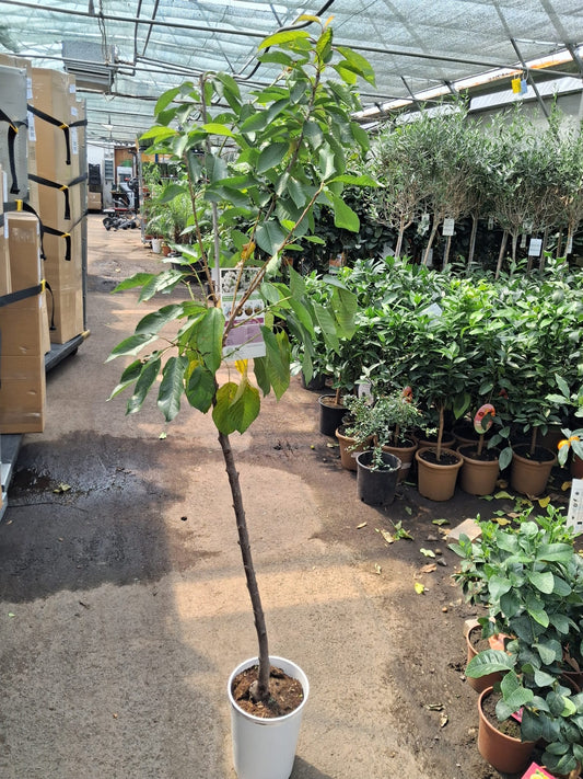 Süßkirsche 'Sunburst' (Prunus avium, selbstfruchtend) – ca. 160–200 cm hoch inkl. Topf – Stammhöhe ca. 100 cm