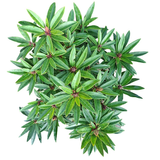 Zakrslý rododendron 'Graziella' – Rhododendron ponticum, cca. 50 cm | Hardy & Evergreen