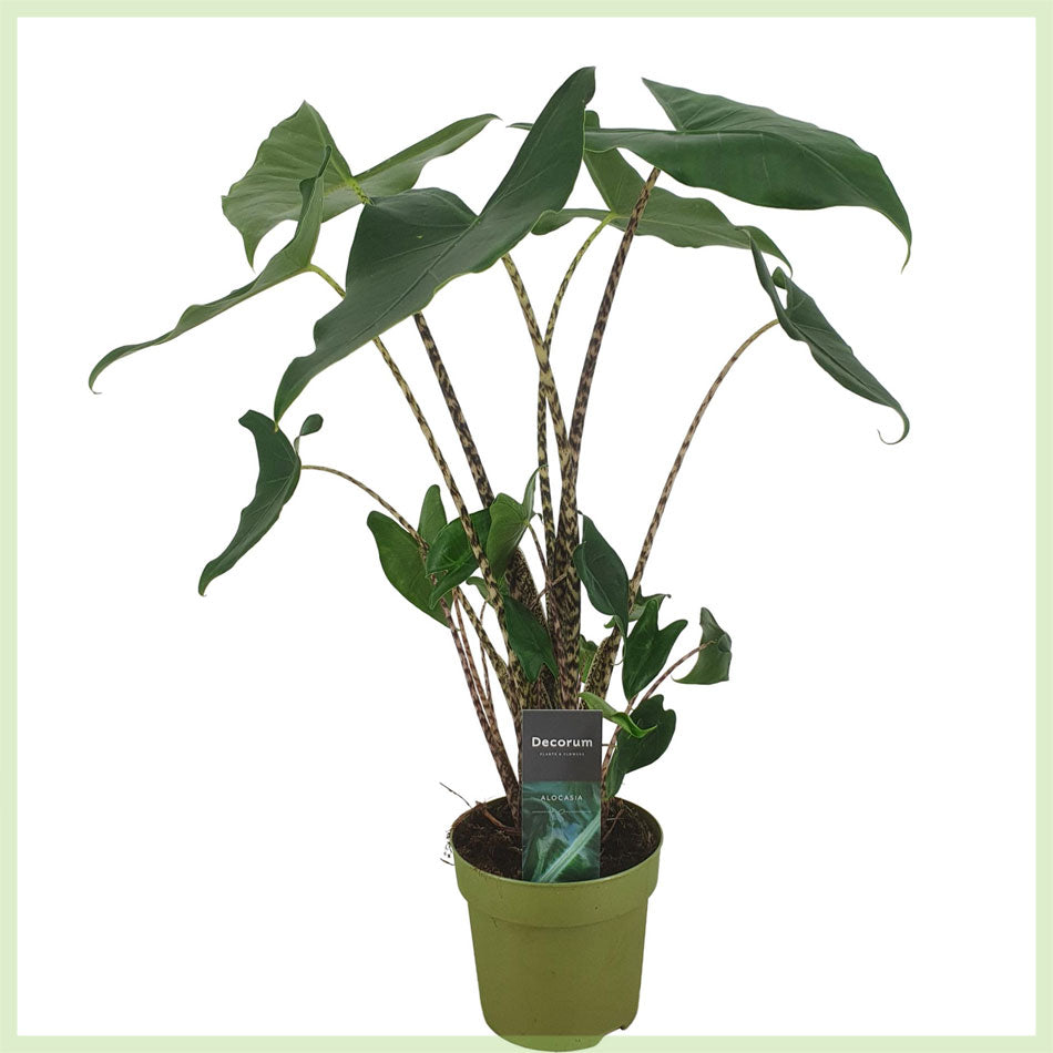 Alocasia zebrina Siberian Tiger ca. 80 cm Elefantenohr Grünpflanze Zim –  Blumen-Senf®