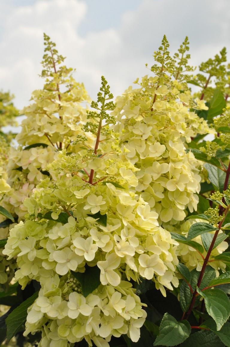 Rispenhortensie 'Candlelight' – Hydrangea paniculata im 3L Topf | Sommerblühender Zierstrauch für Garten & Kübel