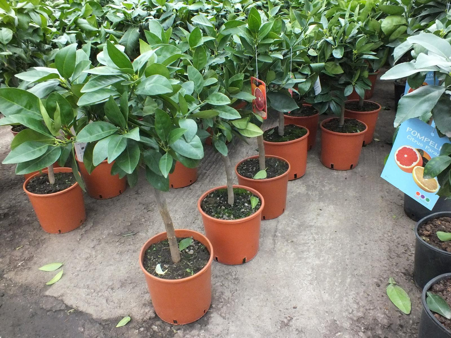 Citrus sinensis Sanguinello 80-100 cm - Blut-Orange