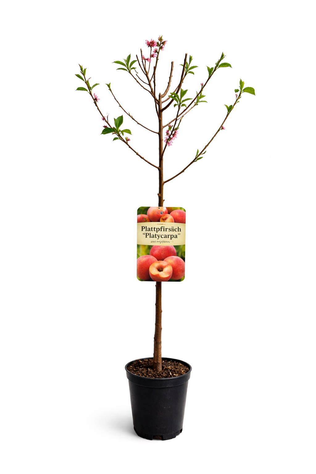 Plattpfirsich „Platycarpa“ – Prunus persica | Flachpfirsich-Baum 160–120 cm | Obstbaum winterhart
