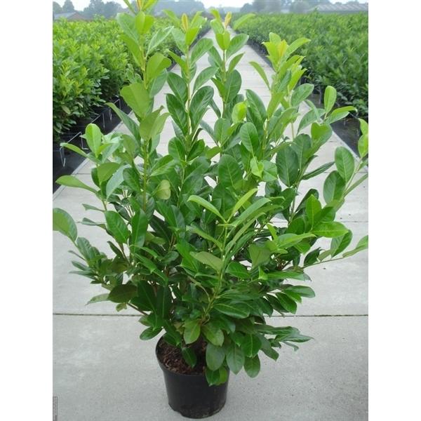 Prunus laurocerasus Rotundifolia - vavřín okrouhlolistý