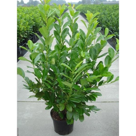 Prunus laurocerasus Rotundifolia - vavřín okrouhlolistý