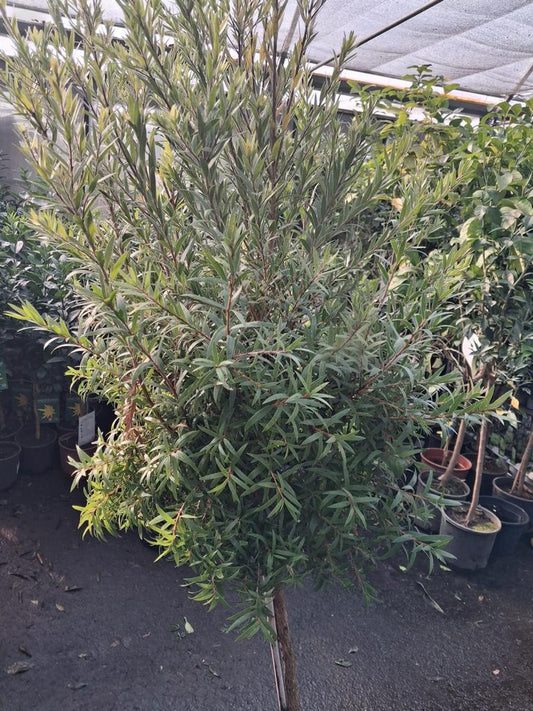 Callistemon Captain Cook Stämmchen (Zylinderputzer, Flaschenputzerbaum) – ca. 180–200 cm inkl. Topf, immergrün & blühfreudig