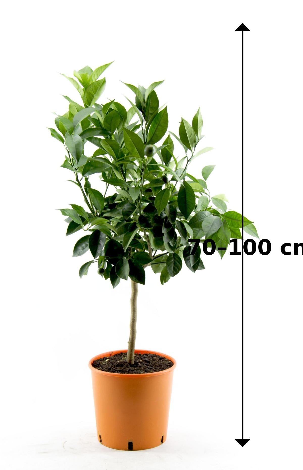 Citrus sinensis Orangenbaum Apfelsine Pflanze 70–100 cm echte Orange Zitruspflanze winterhart bedingt Zimmerpflanze mediterran