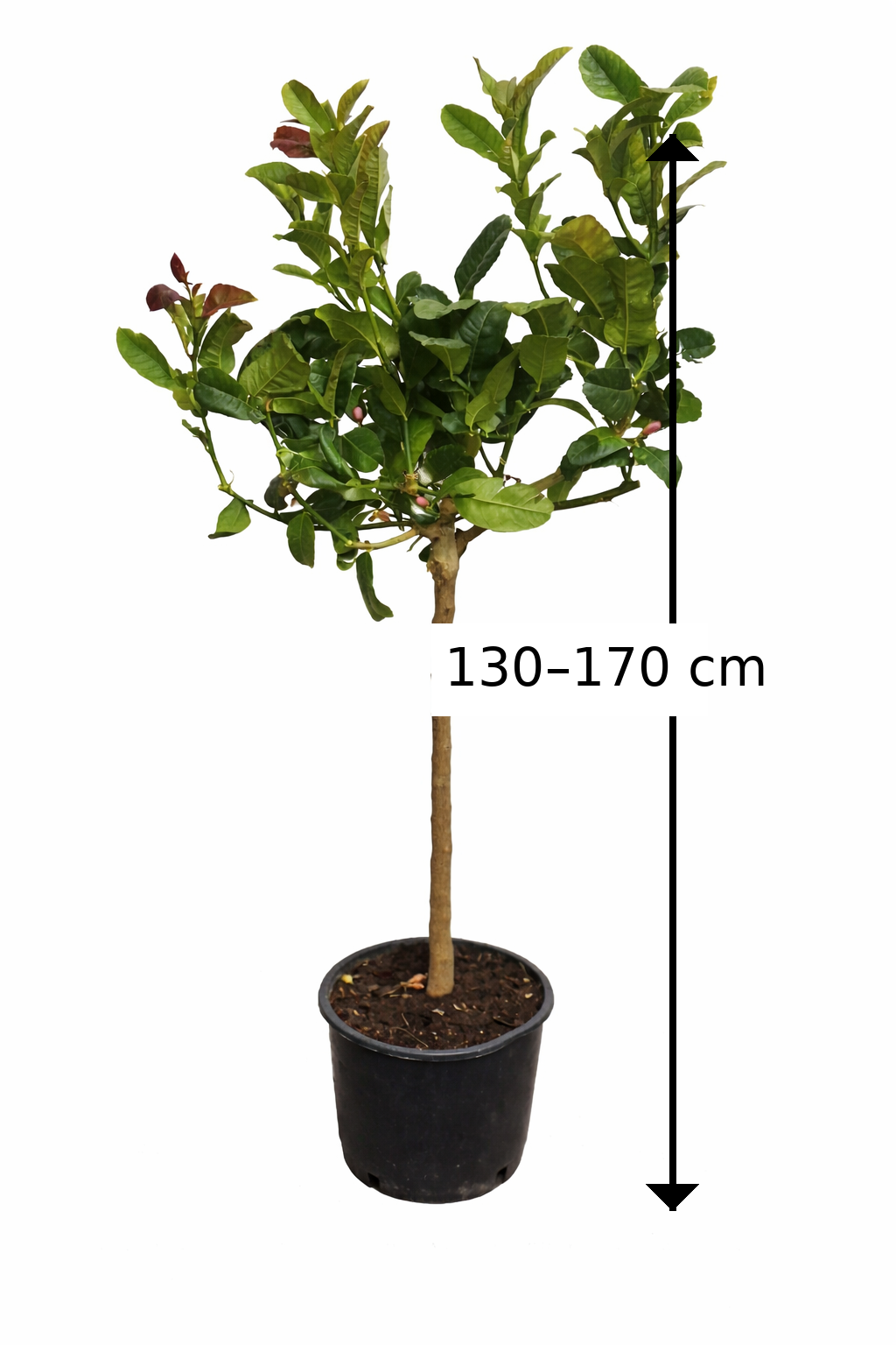 Buddhas Hand Zitrone (Citrus medica) – Exotische Zitruspflanze, 130-170 cm Duftende Seltenheit für Ihren Garten