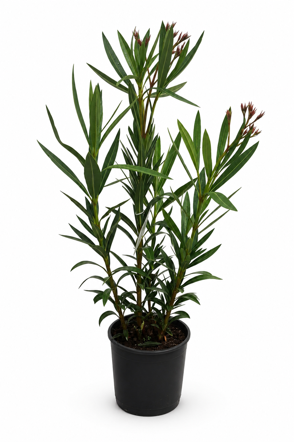 Nerium Oleander Salmone Semplice – Lachsfarbener Rosenlorbeer Oleander ca. 80 cm mediterrane Kübelpflanze