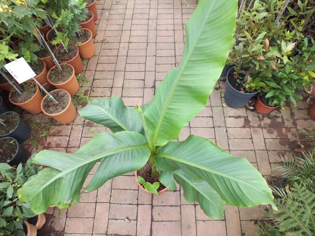 Musa basjoo 100-140 cm winterharte Banane - sehr schneller Wuchs