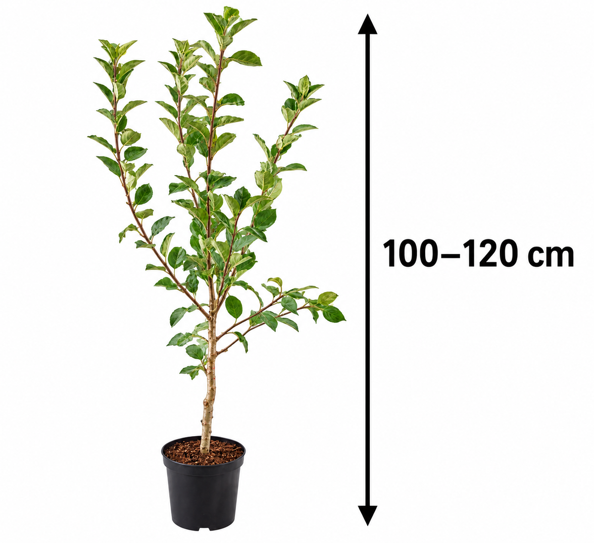 Apfelbaum ‘James Grieve’ – saftiger Sommerapfel für den Garten – 100–120 cm inkl. Topf – Malus x domestica
