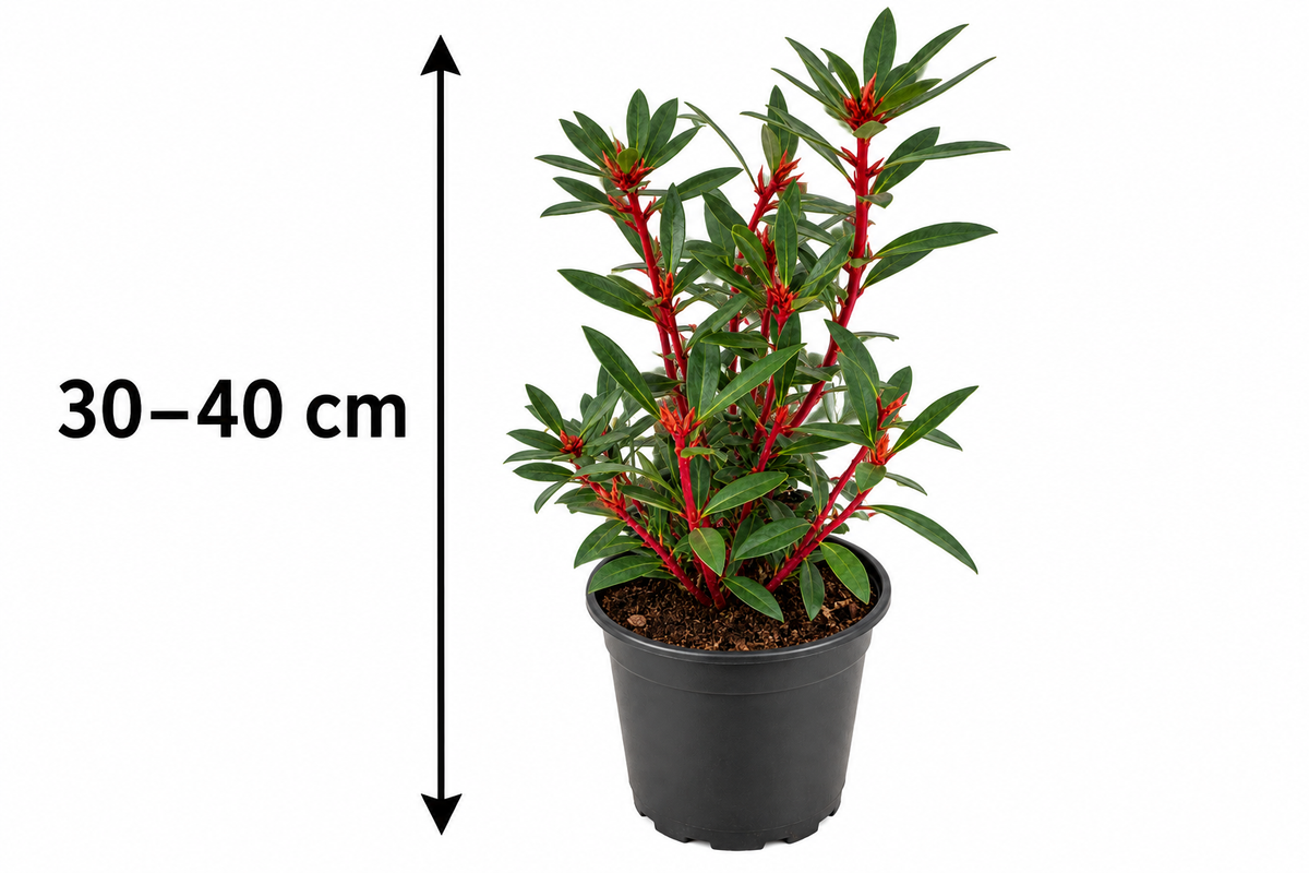 Tasmanischer Bergpfeffer ‘Red Spice’ – Drimys lanceolata, immergrüner Strauch für Garten & Kübel – 30–40 cm inkl. Topf