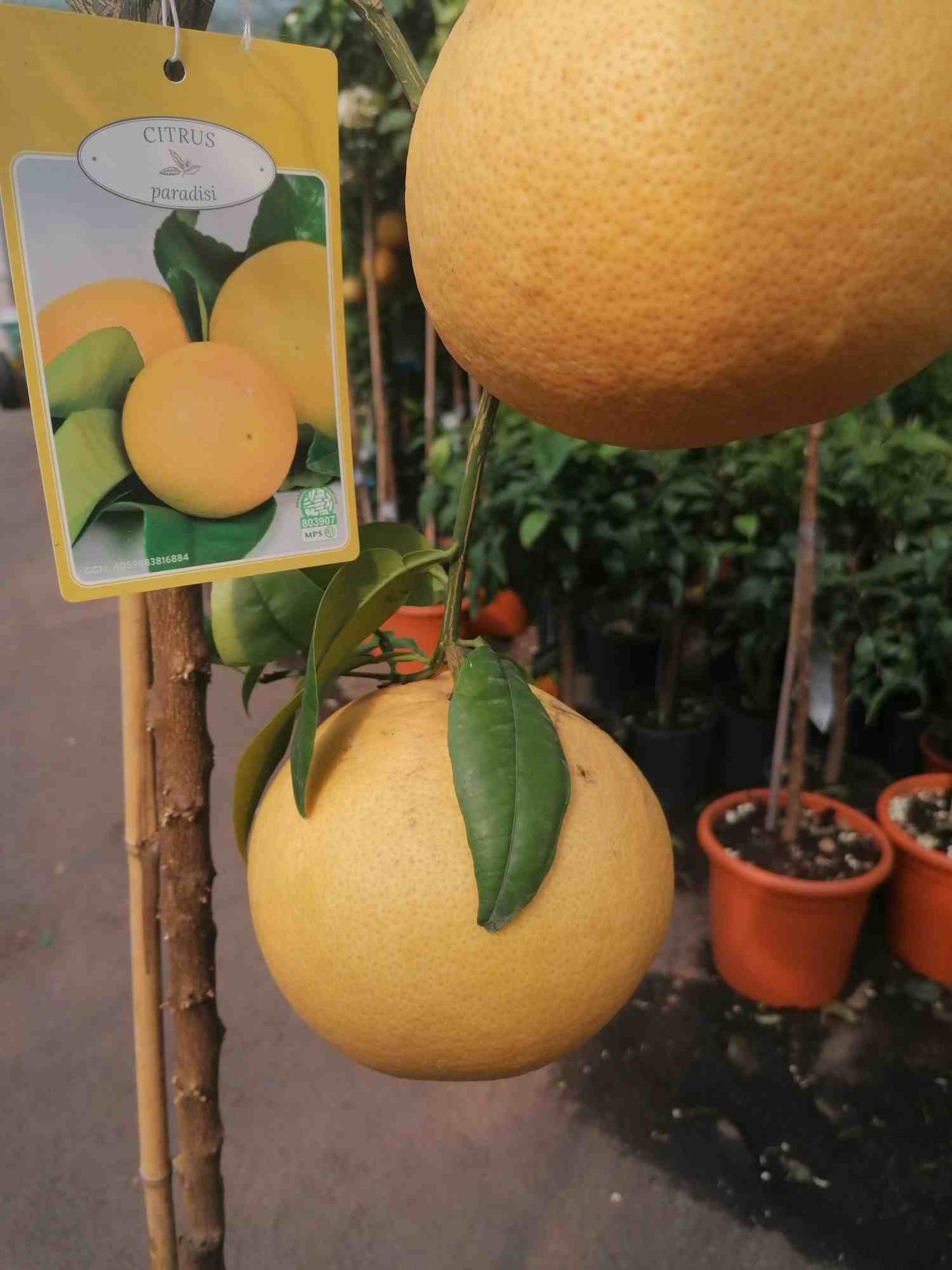 Grapefruit 160-180 cm plody+květy Citrus paradisi Pompelmo