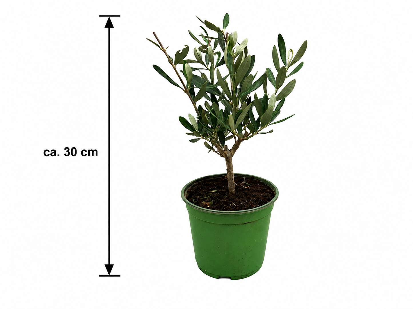 Olivenbaum Ministamm ca. 30 cm (Olea europaea) – Echter Olivenbaum, Mediterrane Kübelpflanze für Balkon, Terrasse, Wintergarten & Wohnraum