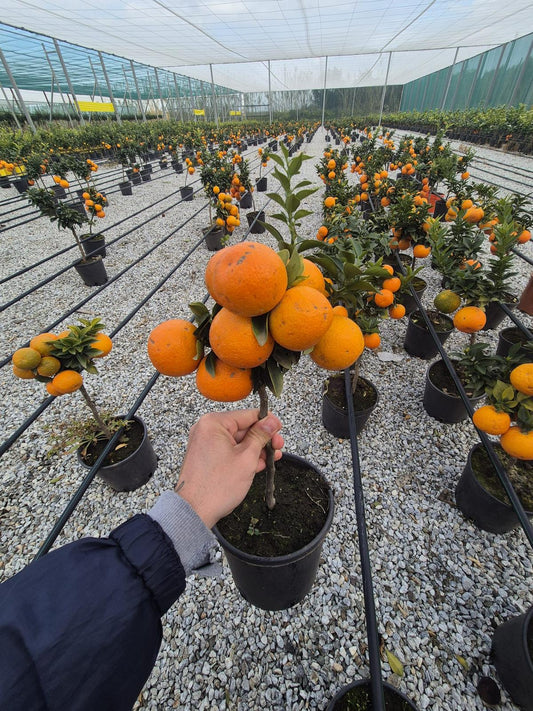 Bitterorange Chinotto (Citrus myrtifolia) – Mediterraner Zitrusstrauch, 50-60 cm, ideal für Balkon & Terrasse