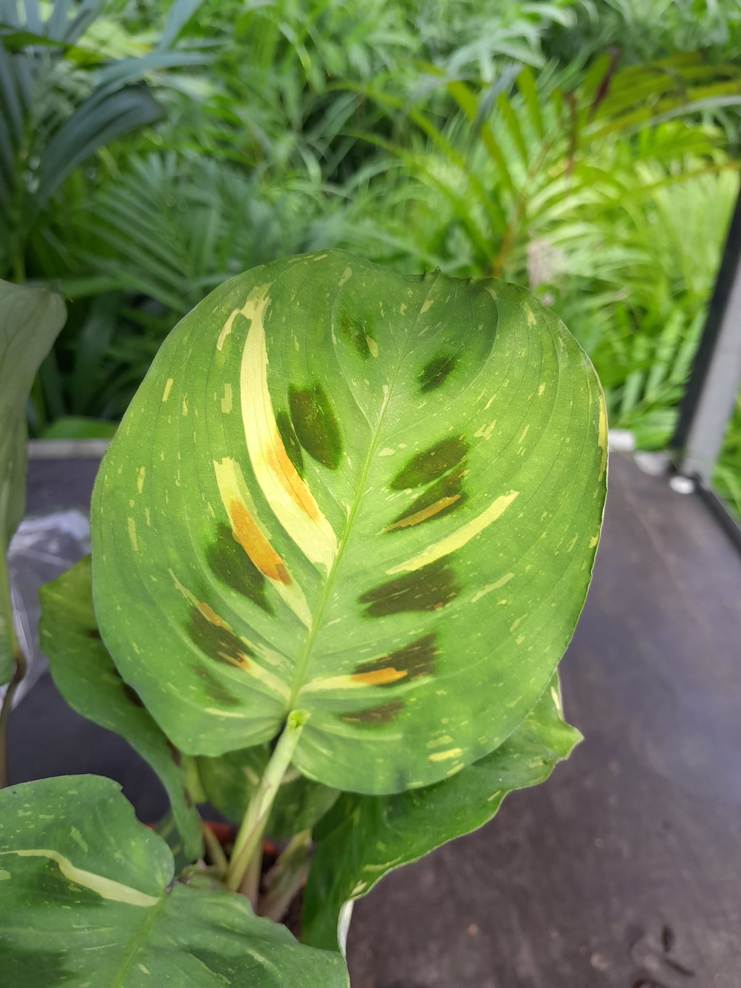 Maranta Leuconeura 'variegata' cca. 30 cm Arova kořen - Pokojová rostlina - Listnatá rostlina
