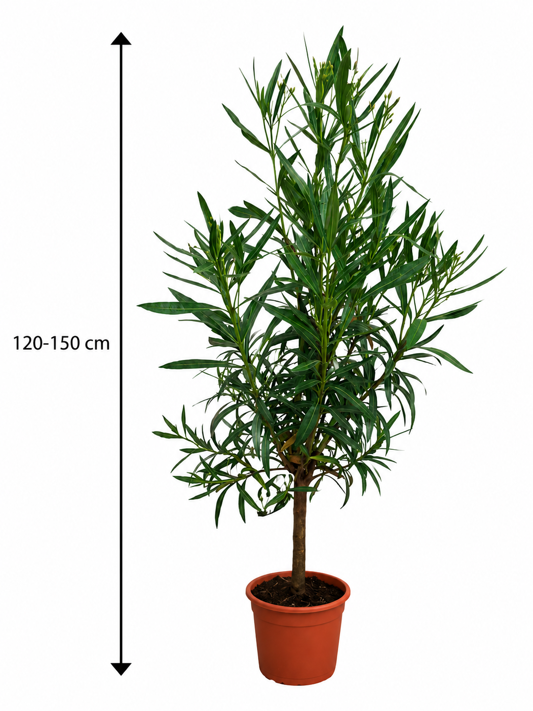 Nerium Oleander Soeur Agnes Stamm 120–150 cm – Weißer Oleander Stamm, mediterrane Kübelpflanze, Oleander Stämmchen