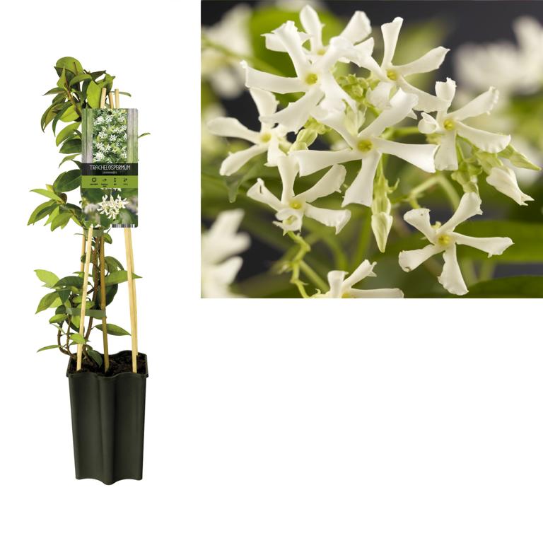 Sternjasmin (Trachelospermum jasminoides) 50–70 cm – Immergrün, Winterhart & Stark Duftend | Duftjasmin, Kletterpflanze