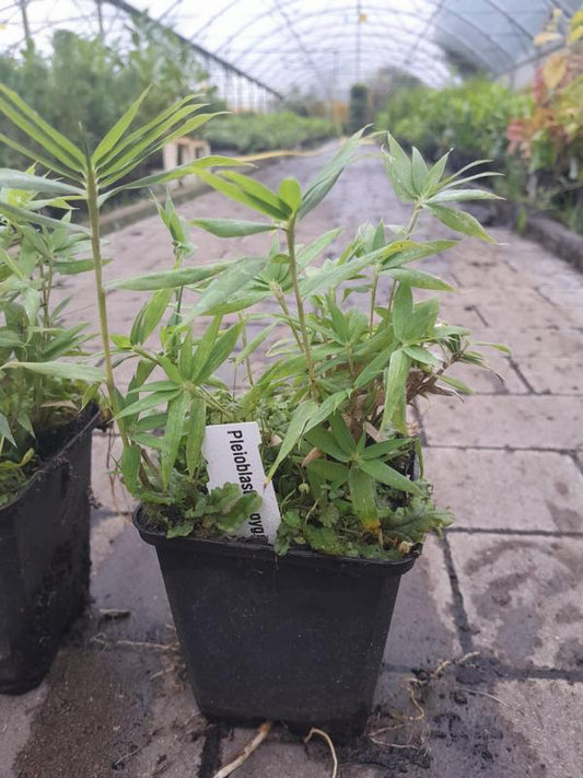 Pleioblastus Pygmaeus ca. 20 cm - Pflegeleichter Zwergbambus für Garten & Terrasse | Ideal als Bodendecker