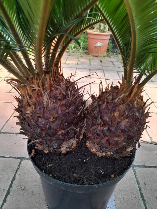 Cycas Revoluta - ca. 50 cm Zwilling - Exotische Eleganz für Ihr Zuhause