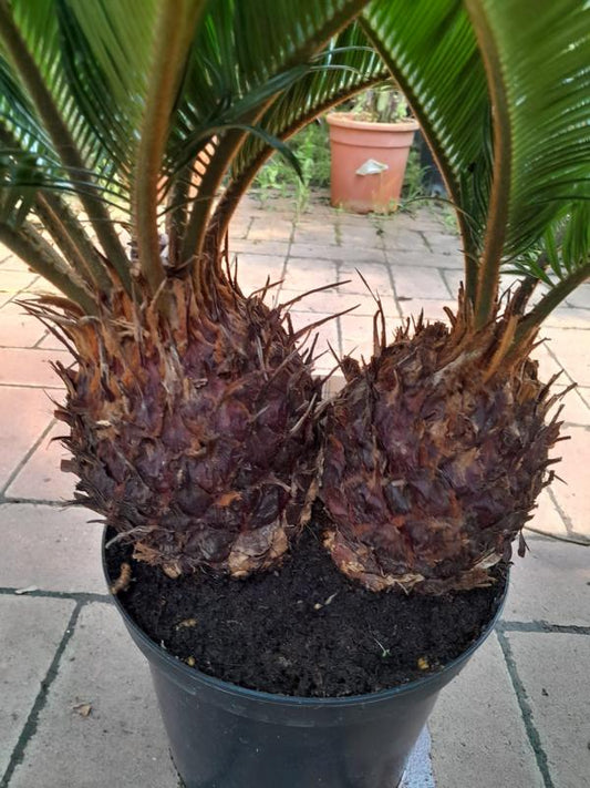 Cycas Revoluta - ca. 50 cm Zwilling - Exotische Eleganz für Ihr Zuhause