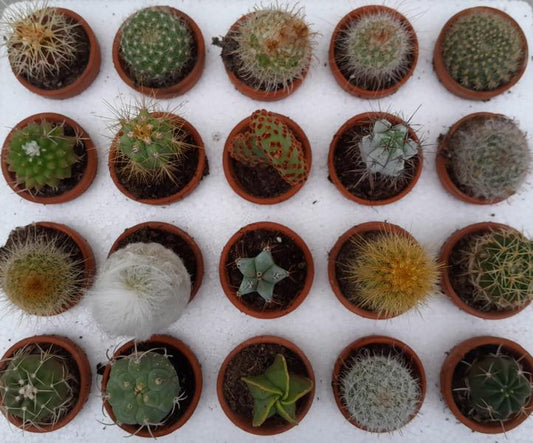 Mini kaktus zasazený do hliněného květináče – 10 rostlin, cca. 5 cm pro váš domov – ideální do každé místnosti!