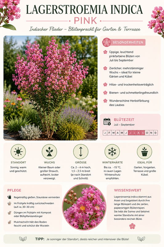 Lagerstroemia indica Rosea Nova 40–60 cm – Rosa Kreppmyrte im 2,5-Liter-Topf – Flieder des Südens für Garten und Kübel
