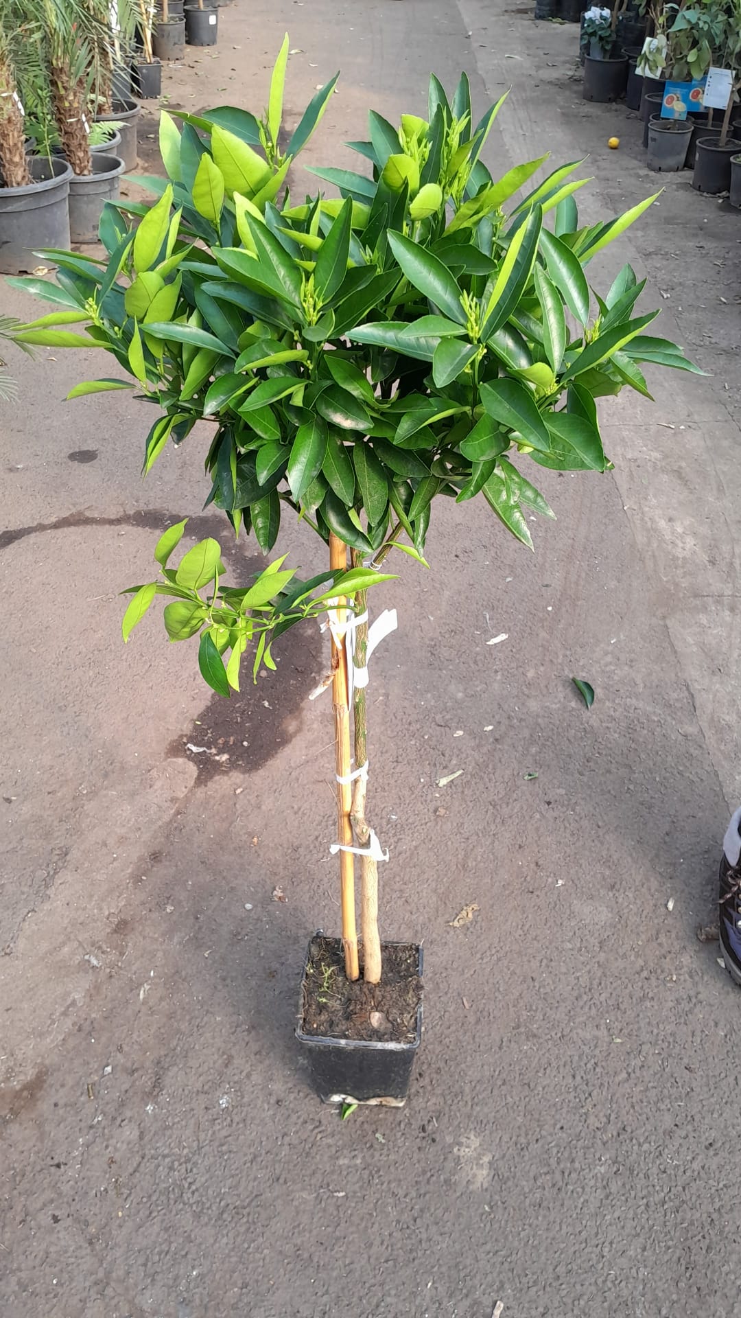 Hernandina Clementine Tree 120-150 cm – středomořský citrusový strom se sladkými plody