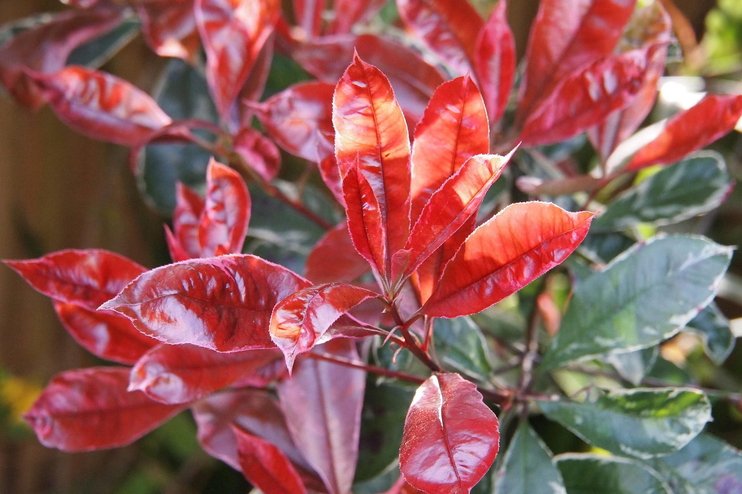 Glanzmispel 'Red Robin' (Photinia x fraseri) – Immergrüner Strauch, rot austreibend, 60–90 cm
