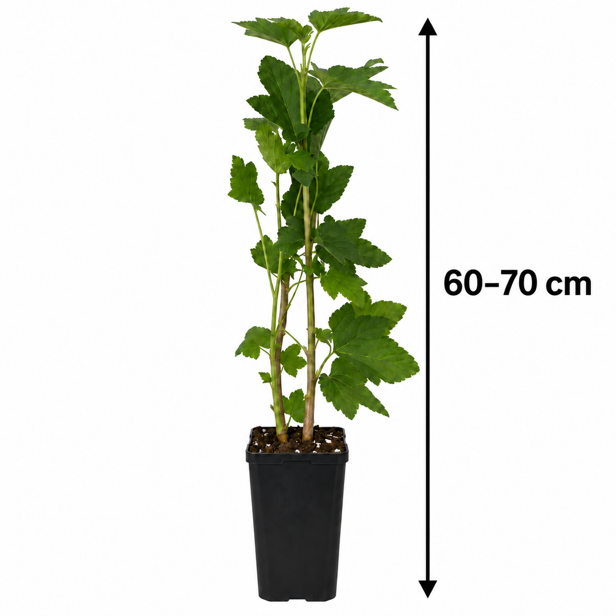 Schwarze Johannisbeere ‘Titania’ 60–70 cm – Ribes nigrum, robuste Beerenpflanze für Garten und Kübel