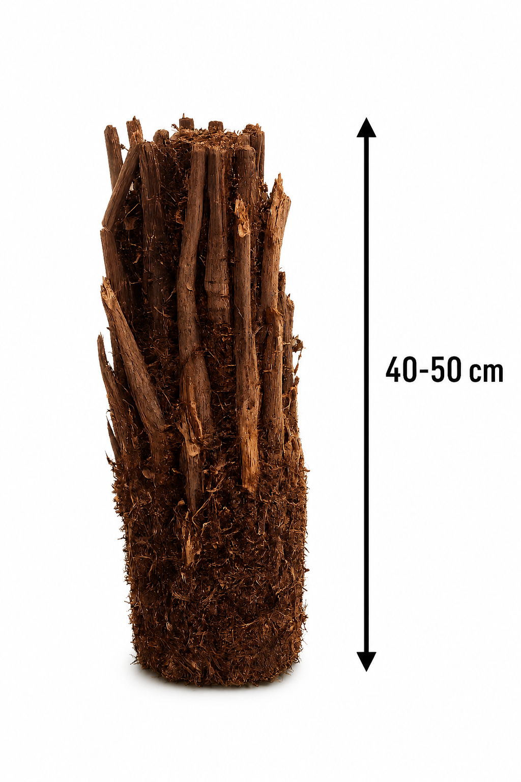 Stromová kapradina Dicksonia antarctica holý kmen 40-50 cm Pozůstatek z pravěku