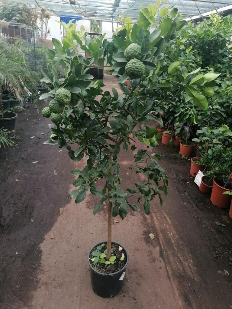 Kafrová limetka 140-180 cm Citrus Hystrix Kafrová limetka Kafrová limetka Papeda Combava