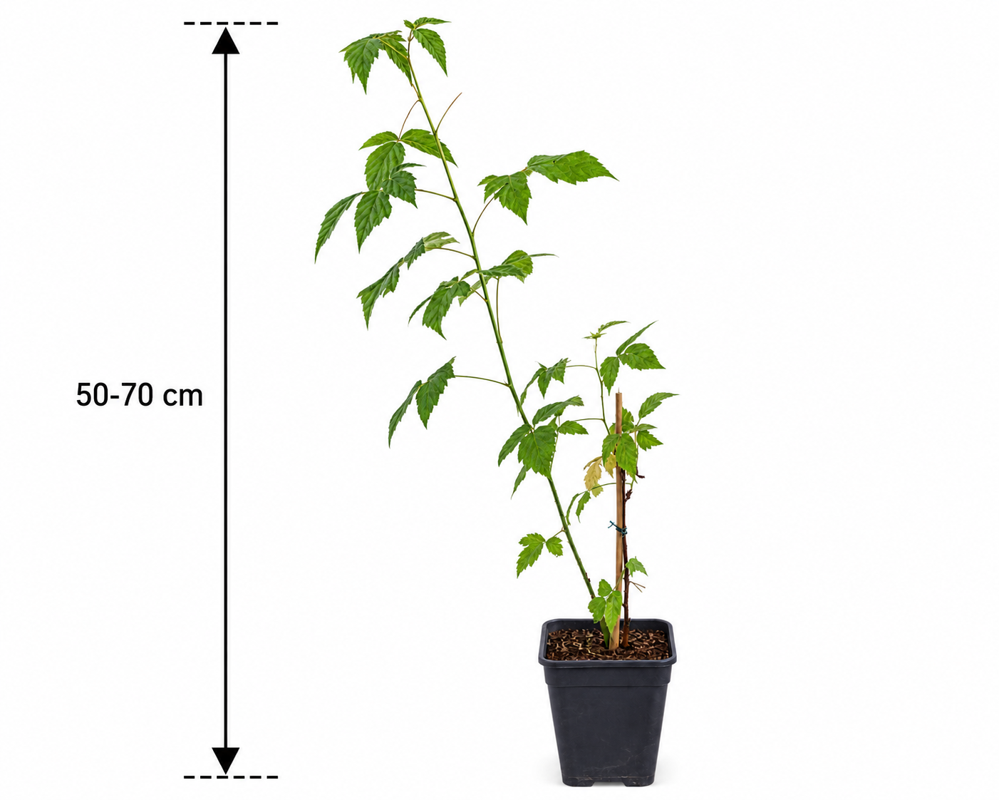 Rubus occidentalis 'Black Jewel' 50–70 cm – Schwarze Himbeere – winterharte Beerenpflanze für Garten & Kübel