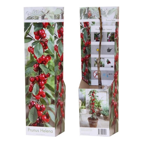 Säulenobst Kirsche Prunus avium Helena – Säulen-Kirsche für Balkon & G –  Blumen-Senf®
