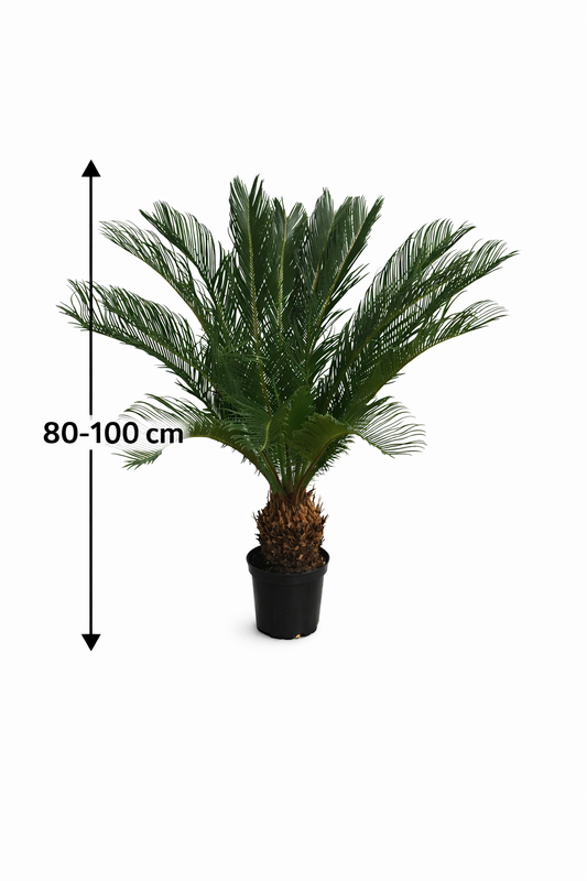 Angebot: Cycas Revoluta 80-100 cm – Exotischer Sagopalmfarn, Pflegeleichte Zimmerpflanze für Ihr Zuhause