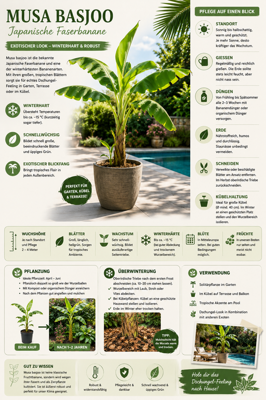 Musa basjoo 60-80 cm winterharte Banane - sehr schneller Wuchs