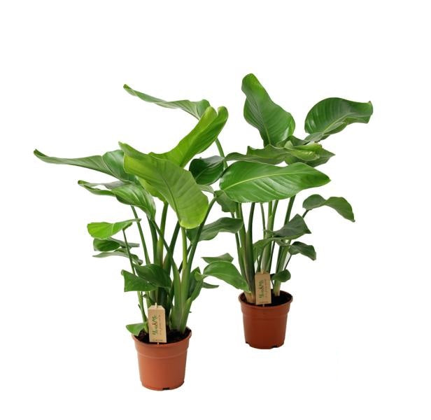 Strelitzia nicolai 2 STÜCK ca. 60 cm – Majestätische Tropenpflanze für Ihr Zuhause -- Grünpflanze -Zimmerpflanze