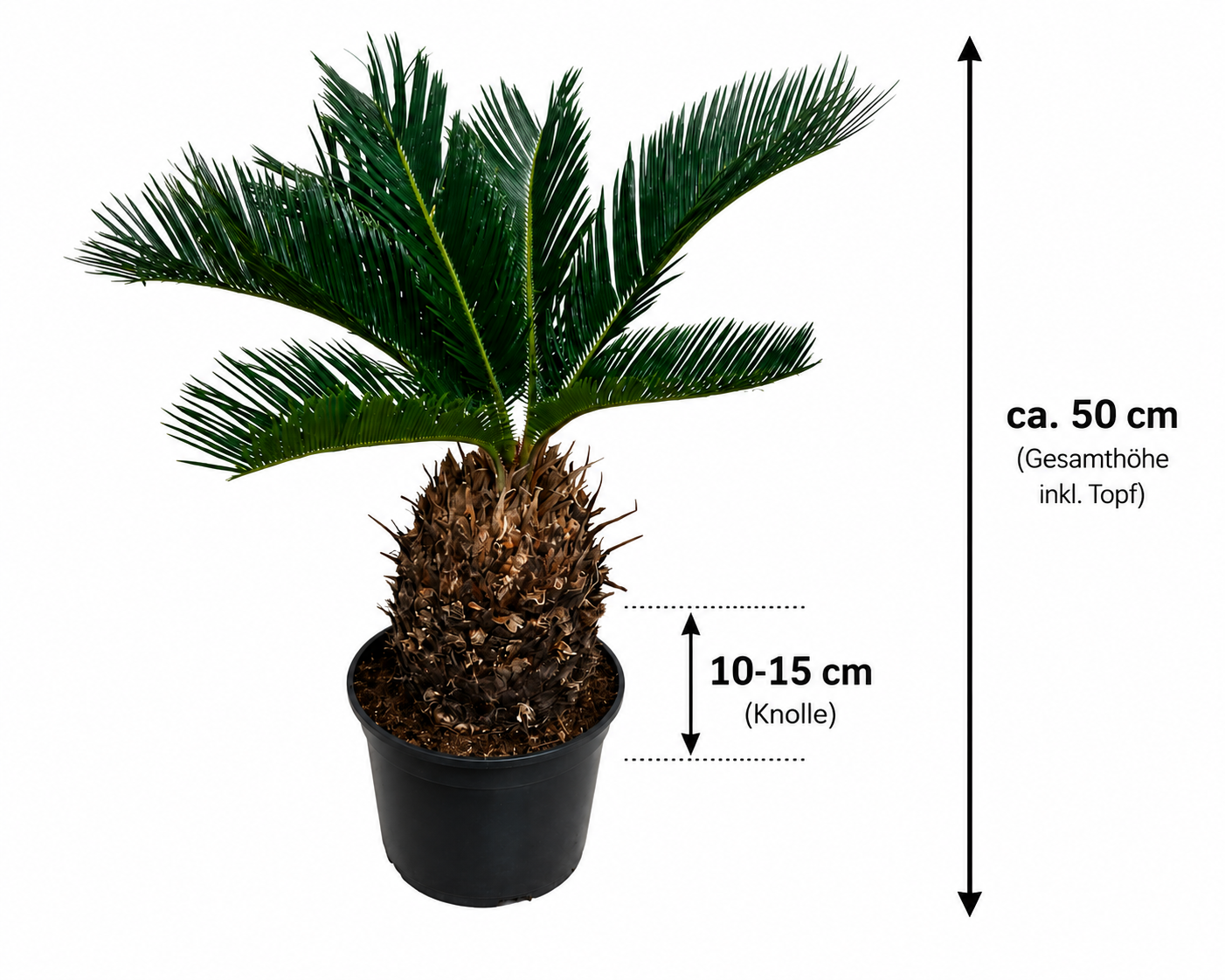 Palmfarn (Cycas revoluta) ca. 50 cm – Japanischer Palmfarn mit 10–15 cm Knolle | Exotische Zimmerpflanze & Kübelpflanze