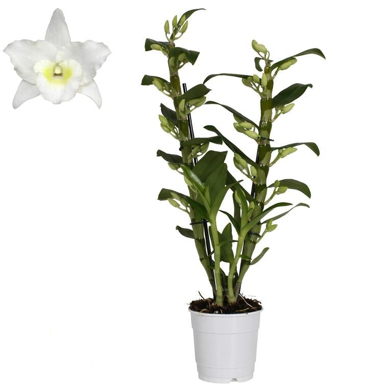 Dendrobium Nobile Weiß – Edle Zimmerorchidee | 40–50 cm | Blühstarke Orchidee