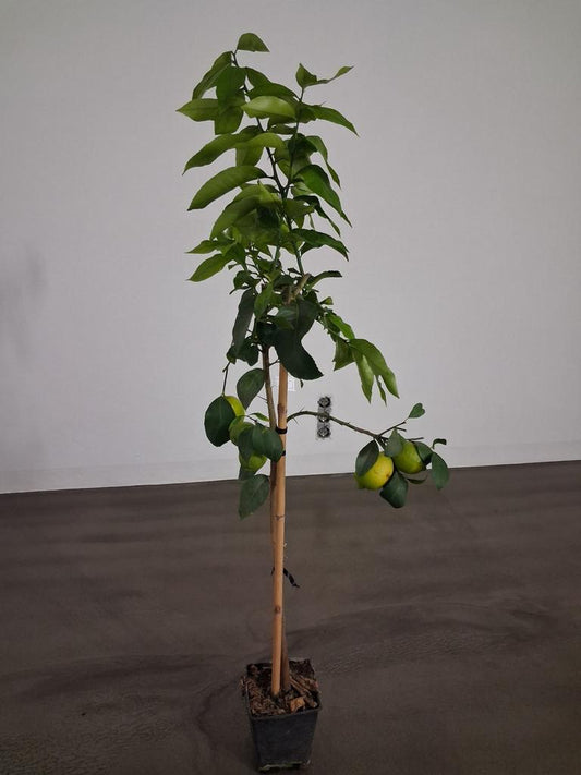 Citrus limon Femminello Siracusano – Zitronenbaum 120–160 cm, robuste echte Zitrone, mediterrane Kübelpflanze