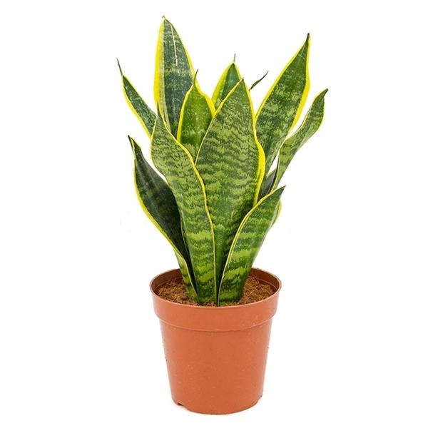 Sansevieria trifasciata Futura Superba 40 cm barevná hadí rostlina
