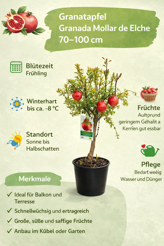 Granatapfelbaum Granada Mollar de Elche 70–100 cm – Echter Granatapfel Strauch Obstbaum winterhart mediterrane Kübelpflanze