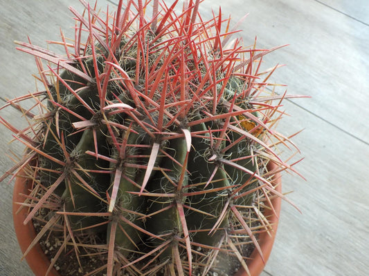 Ferocactus stainesii Ø 25-30 cm - impozantní kaktus - Kaktusy