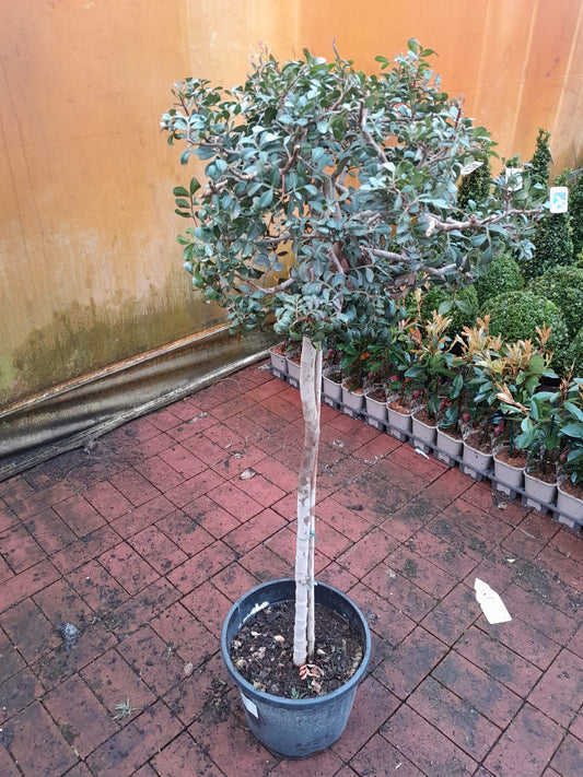 Pistacia lentiscus 130-140 cm stonek - mastichový keř - divoká pistácie