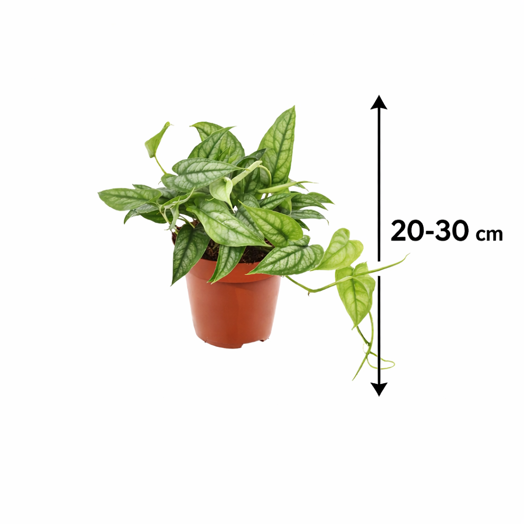 Exotická pokojová rostlina Monstera Siltepecana | 20–30 cm | 12cm květináč | Snadná péče, rychlý růst a čištění vzduchu