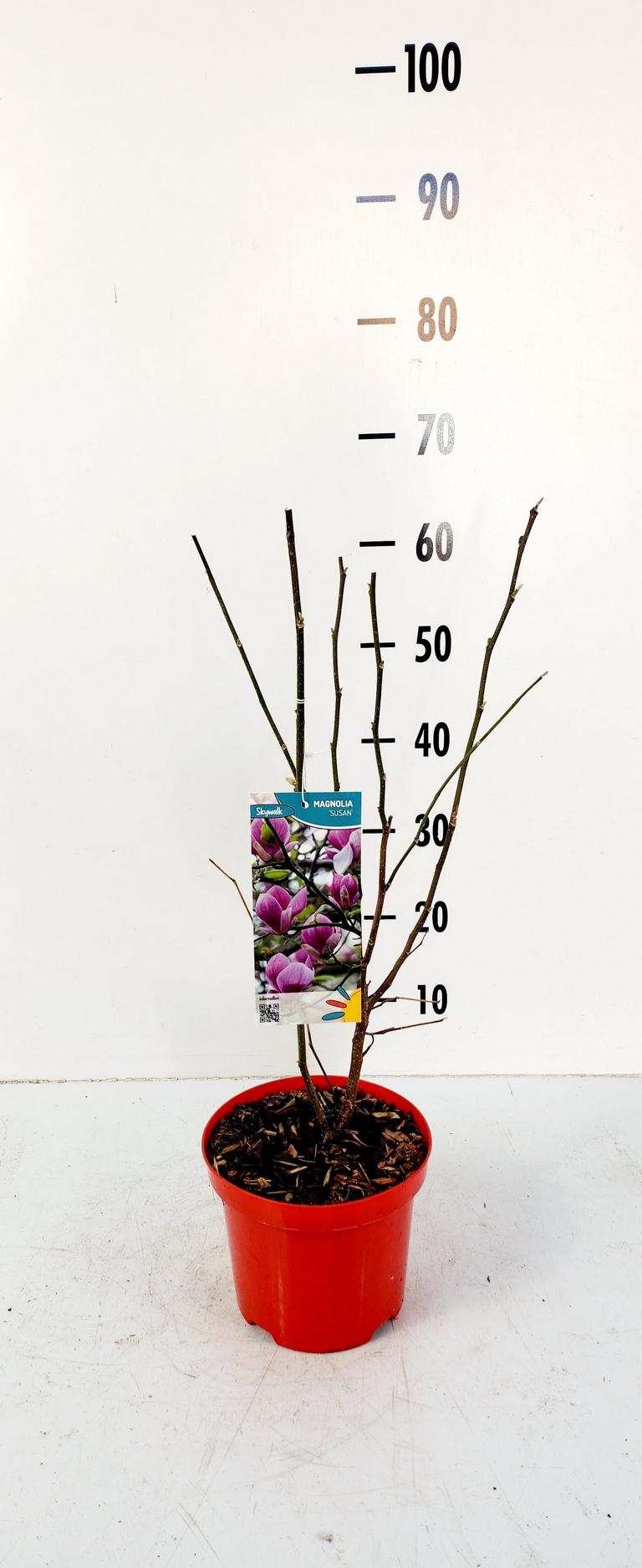 Magnolie 'Susan' 60-80 cm – Blühende Gartenpflanze | Zwergmagnolie im Topf, winterhart & duftend