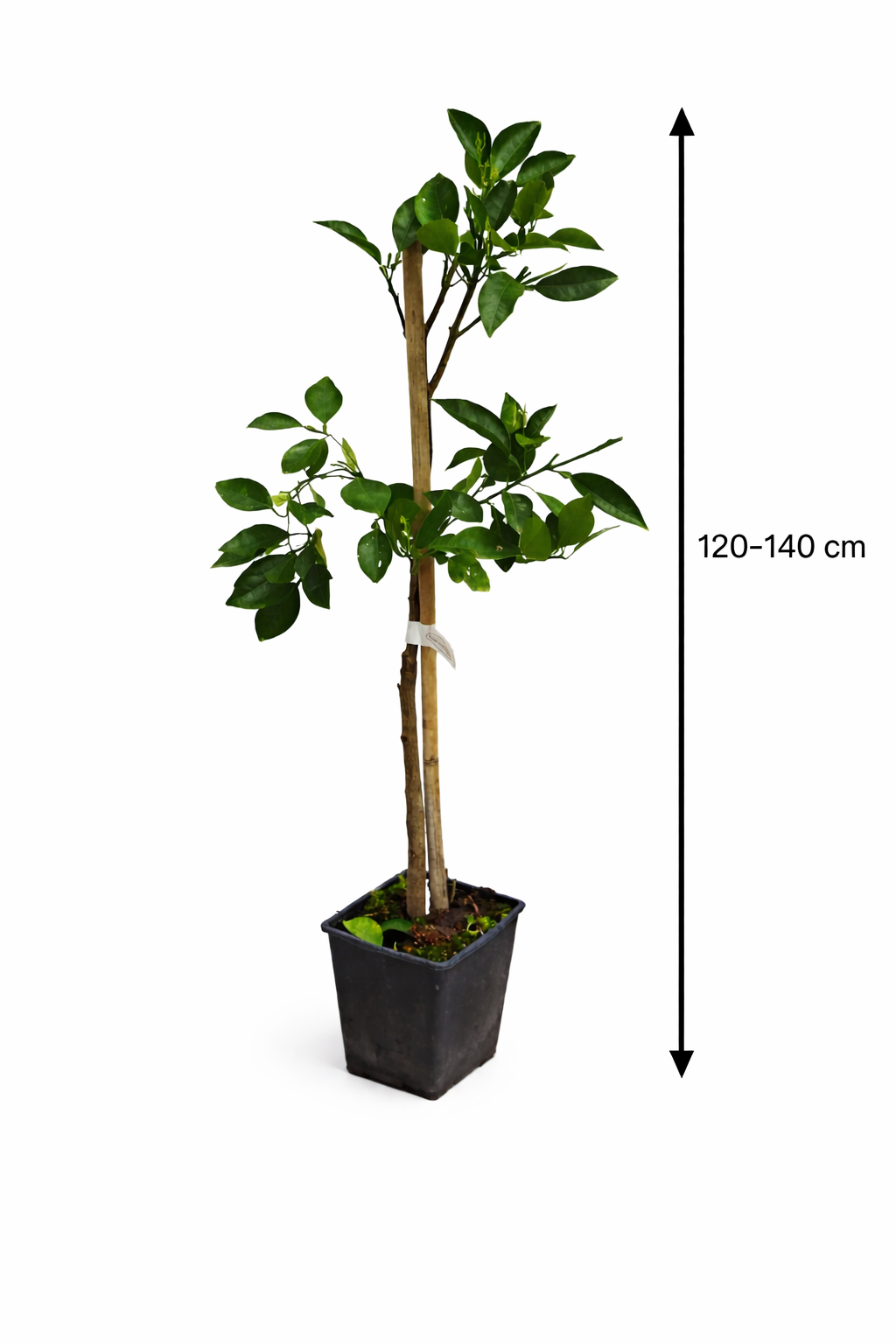 Arancia Tarocco Ippolito 120–140 cm – Sizilianischer Blutorangenbaum / Citrus sinensis – Mediterrane Orangenpflanze für Terrasse & Wintergarten