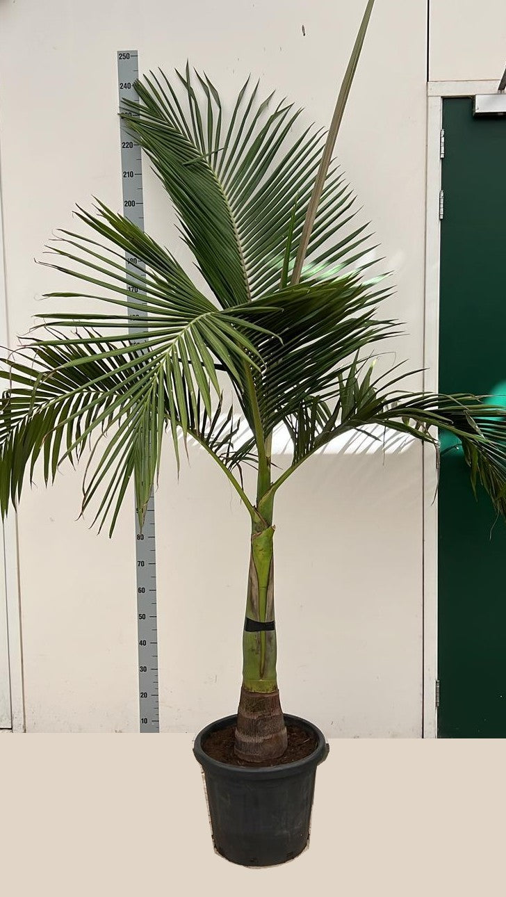 Alexandra Palm 160-180 cm - Archontophoenix alexandrae - Ohnivá palma - Listnatá rostlina