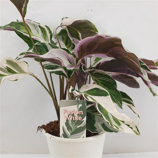 Calathea Fusion White 40-60 cm - Maranta - Zelená rostlina - Pokojová rostlina - Vhodná pro domácí mazlíčky