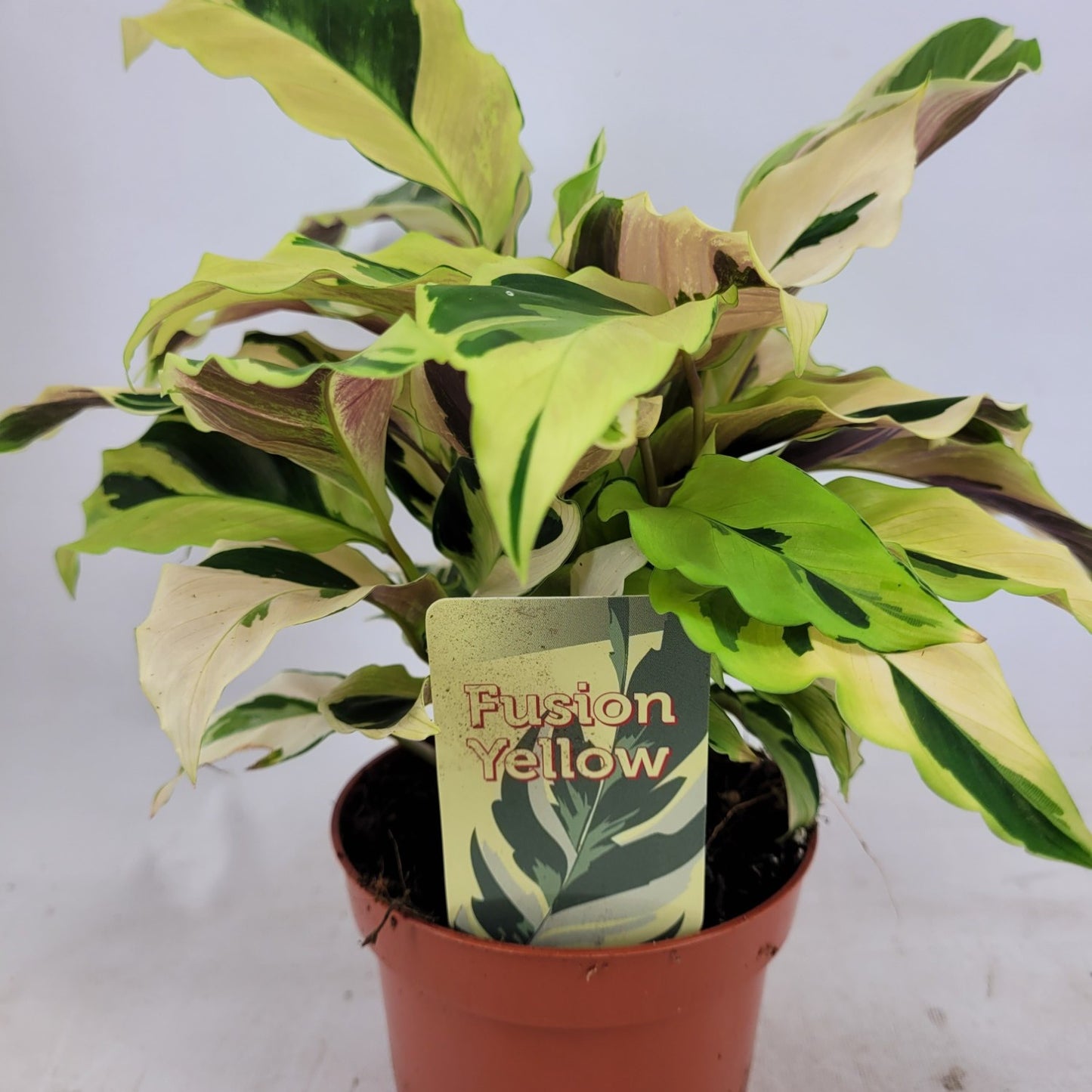 Calathea 'Fusion Yellow' - Tropická kráska s jasným listovým vzorem, cca. 30 cm vysoký